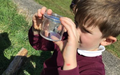 Minibeasts