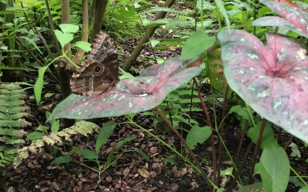 Butterfly World