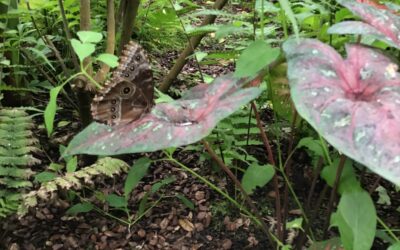 Butterfly World